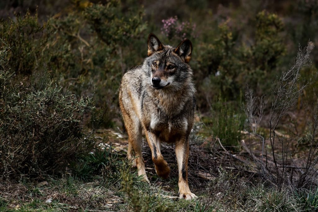 La UE da el primer paso para rebajar la protección del lobo | Clima y Medio Ambiente